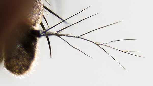 Type Of Antenna