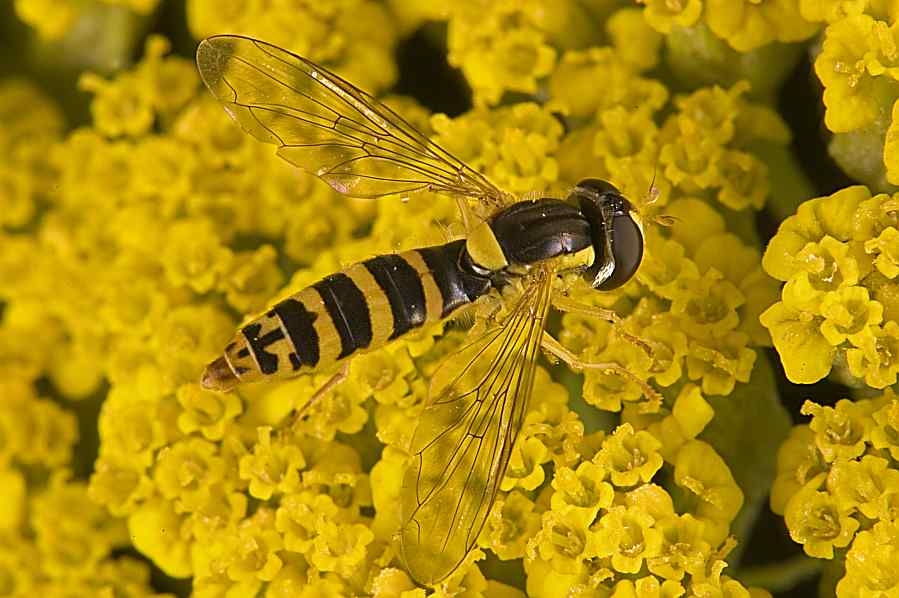 www.diptera.info/forum/attachments/dsc_3684mod1web.jpg