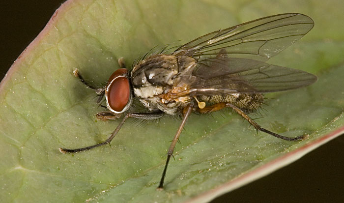 musca cepei