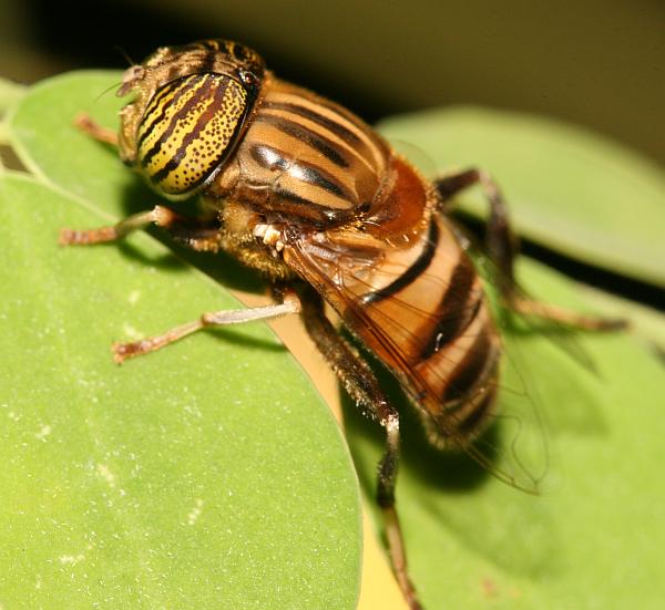 www.diptera.info/forum/attachments/eristalinus2.jpg