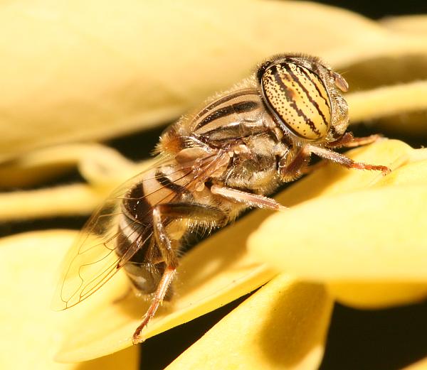 www.diptera.info/forum/attachments/eristalinus_1.jpg