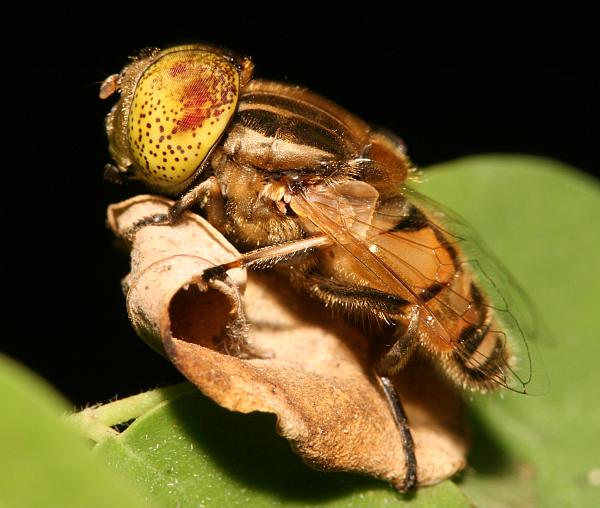 www.diptera.info/forum/attachments/eristalinusmegacephalus_1.jpg