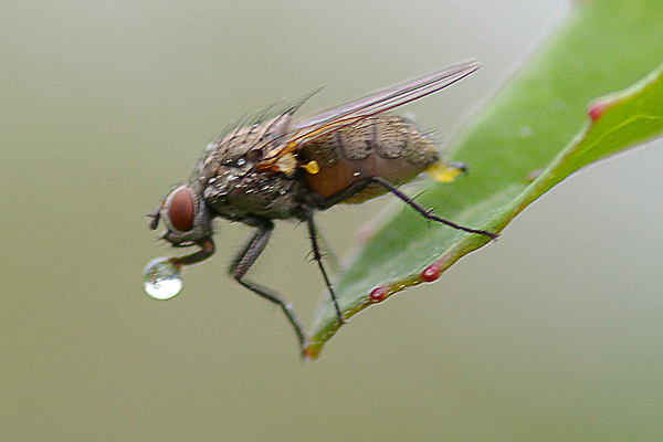 www.diptera.info/forum/attachments/fly1a_1.jpg