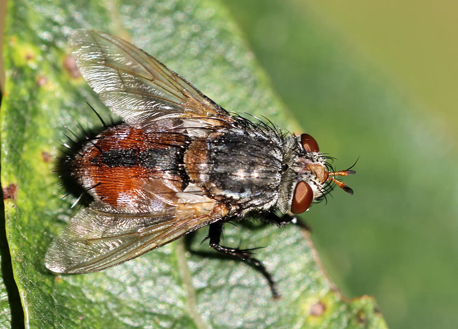 diptera-info-discussion-forum-tachinidae-peleteria-sp