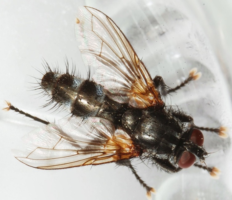 Diptera.info - Discussion Forum: Tachinidae ? - (Rhinophoridae ...