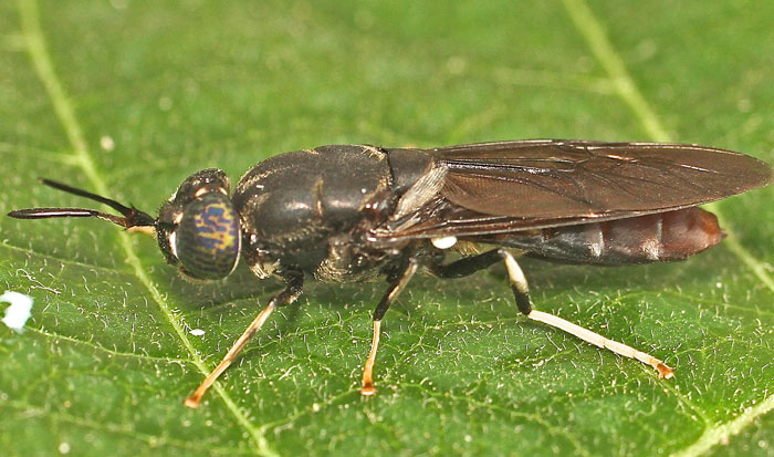 flying with a large diptera info discussion forum large fly from malta with antennae and white tibiae flying with a large diptera info discussion forum large fly from malta with antennae and white tibiae