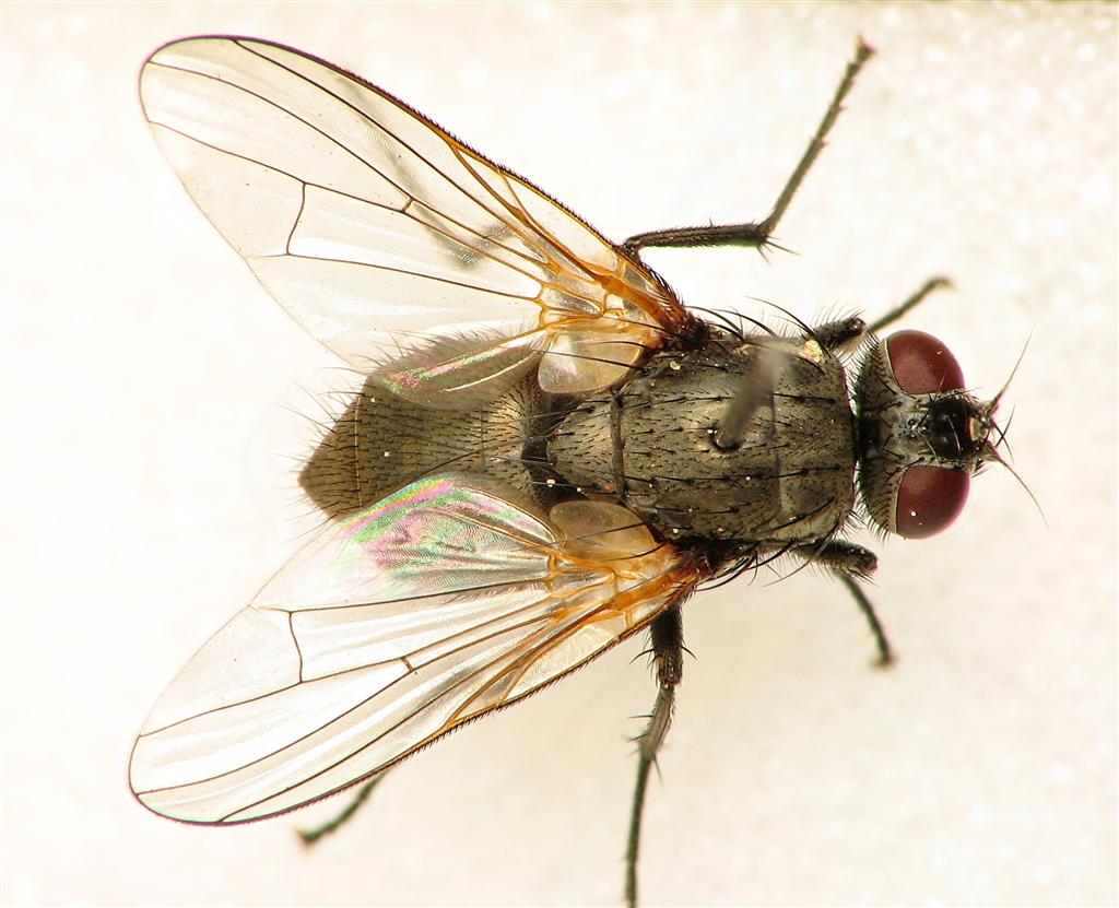 Muscidae; Face Fly; Fannia; Haematobia irritans; Horn Fly; Stable Fly
