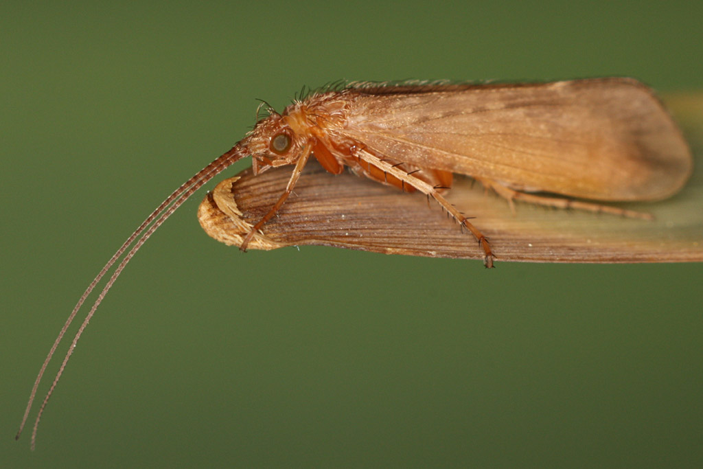 Trichoptera sp. - Caddisfly sp. | Life List: Invertebrates | Pinterest