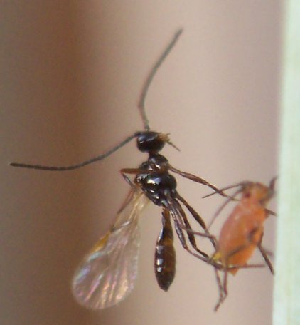 www.diptera.info/images/aphidiinae2.jpg