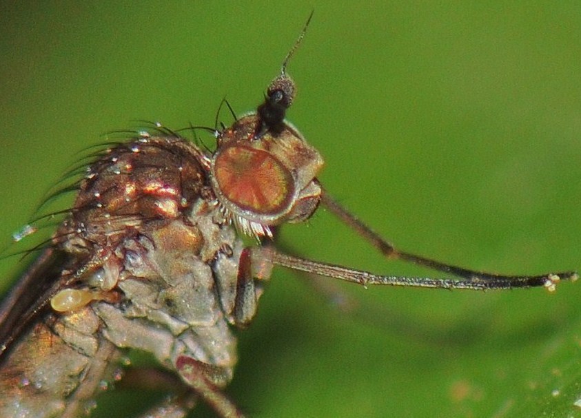 Dolichopodidae (inc. former Microphoridae): Syntormon denticulatum (female) (2)