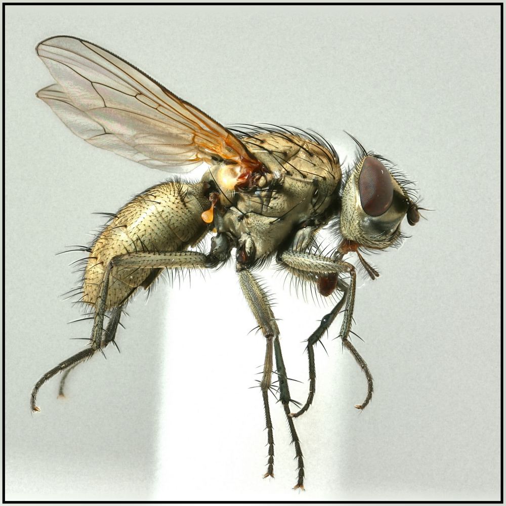 Anthomyiidae: Leucophora personata (female) (1)
