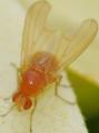 Sapromyza sexpunctata (male) (1)