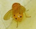 Sapromyza sexpunctata (male) (2)