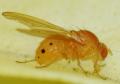Sapromyza sexpunctata (male) (3)