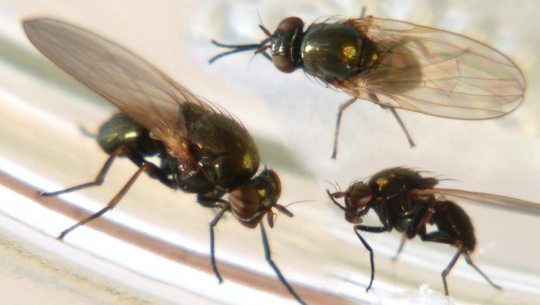 Lauxaniidae: Calliopum aeneum (male) (2)