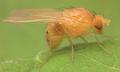 Sapromyza sexpunctata (female) (1)