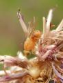 Sapromyza sexpunctata (male) (5)