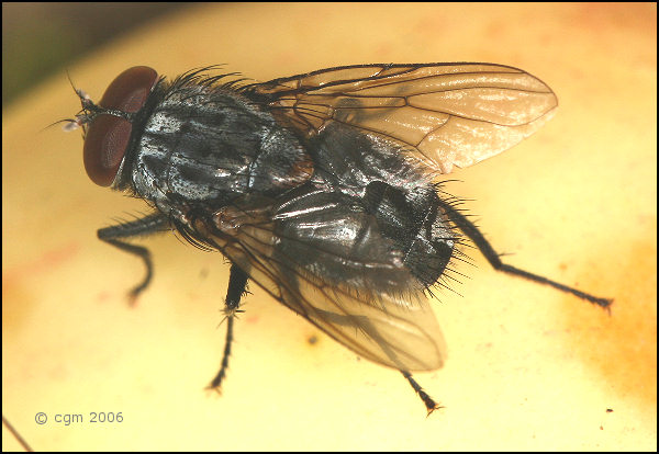 Muscidae: Muscina prolapsa (male) (2)