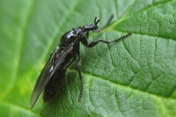 3659-dip-bibionidae-dilophus-febrilis-female-hemmerich-010906.jpg