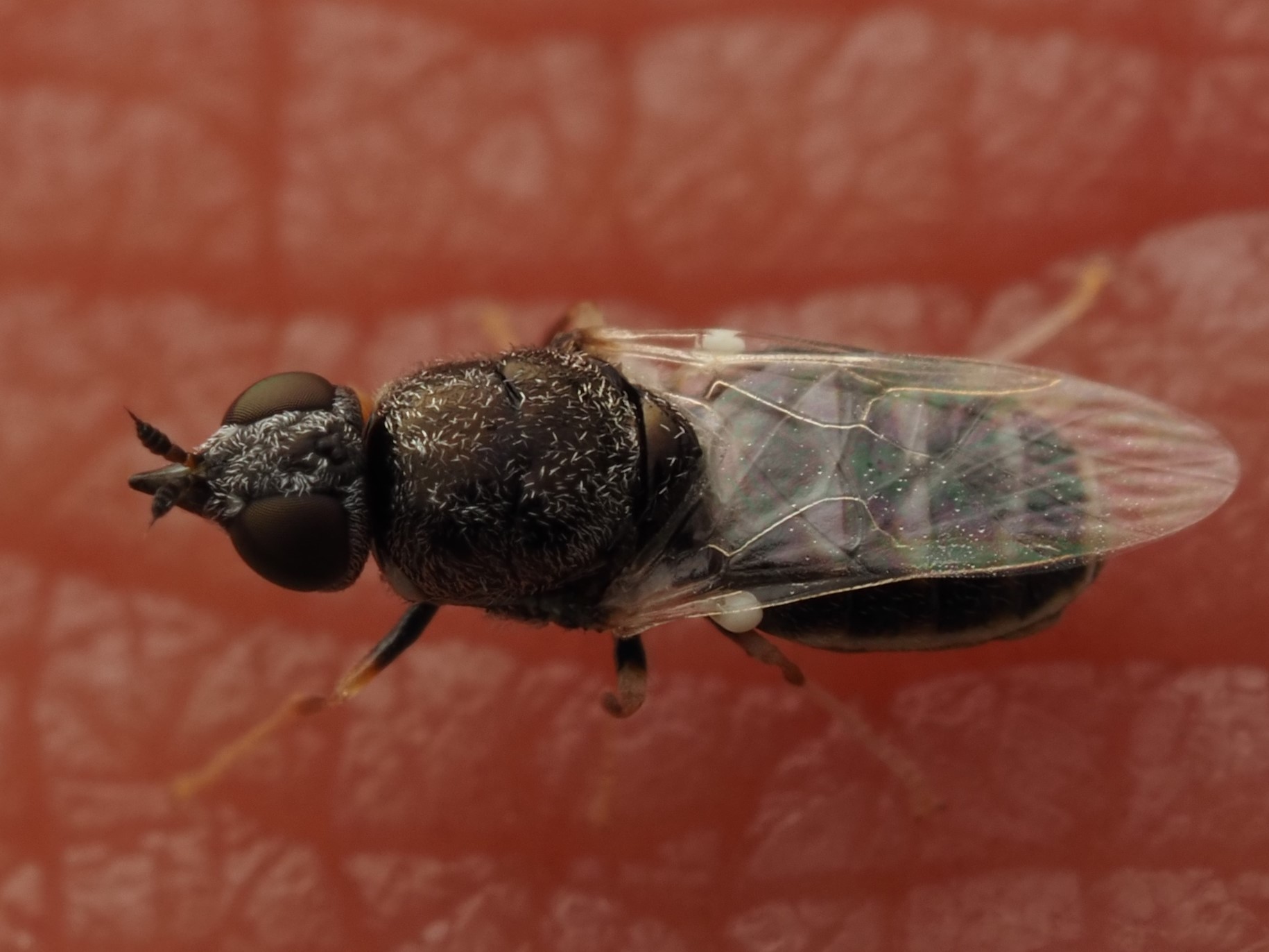 Stratiomyidae: Nemotelus acutirostris (1)