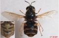 Click to view stratiomys-potamida-f-3197-dos-ventre_t1.jpg