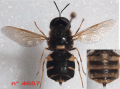 Click to view stratiomys-potamida-m-4657_t1.gif