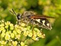 Click to view stratiomys_singularior036bb_fe_t1.jpg