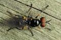 Click to view vanoyia_tenuicornis_male_2_t1.jpg