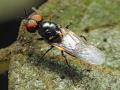 Click to view vanoyia_tenuicornis_male_3_t1.jpg