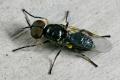 Click to view vanoyia_tenuicornis_male_t1.jpg