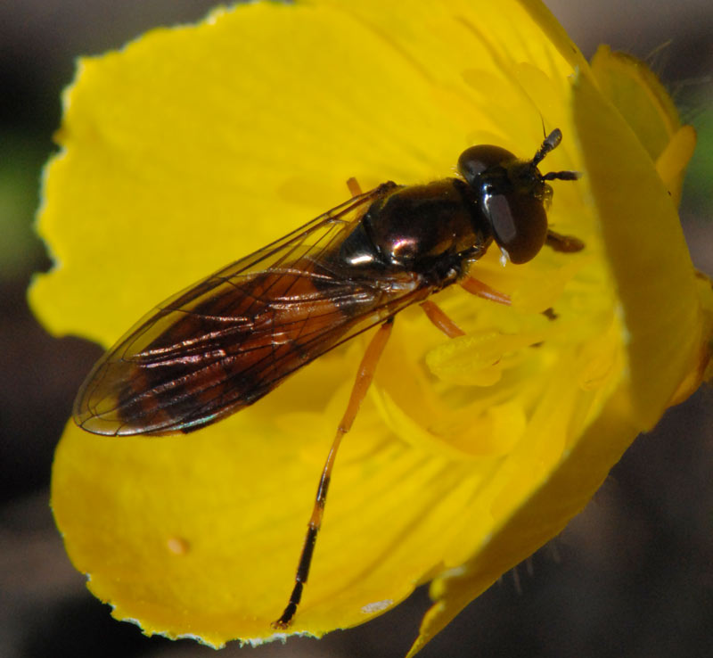 Syrphidae: Pyrophaena granditarsa (female) (2)