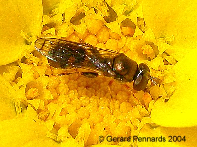 www.diptera.info/images/photoalbum/album_49/photo_213.jpg