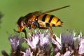 volucella-inanis-w-lateral-_t1.jpg