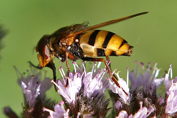 volucella-inanis-w-lateral-.jpg
