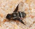 Click to view bombilidae1_t1.jpg
