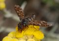 Click to view bombilidae3_t1.jpg