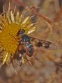 Click to view bombyliidae_rojo_caceres_t1.jpg