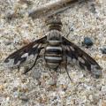 Click to view efascipennis_t1.jpg