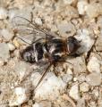 Click to view exhyalanthrax_collarti_male_lm_di_t1.jpg
