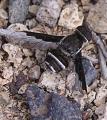 Click to view exhyalanthrax_simonae_t1.jpg