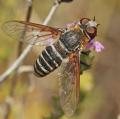 Click to view img_2515_t1.jpg