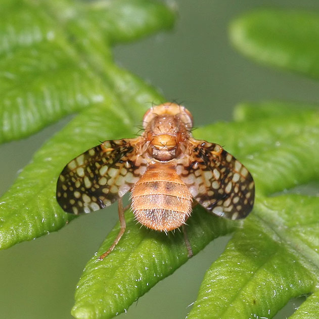 Tephritidae: Oxyna flavipennis (male) (3)