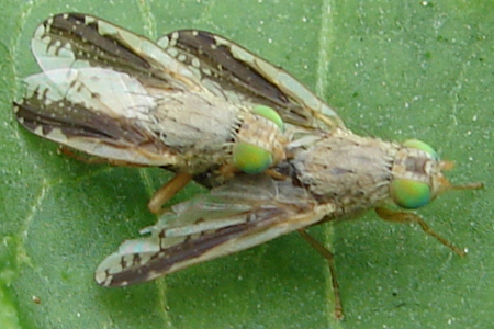 www.diptera.info/images/photoalbum/album_52/dsc037362.jpg