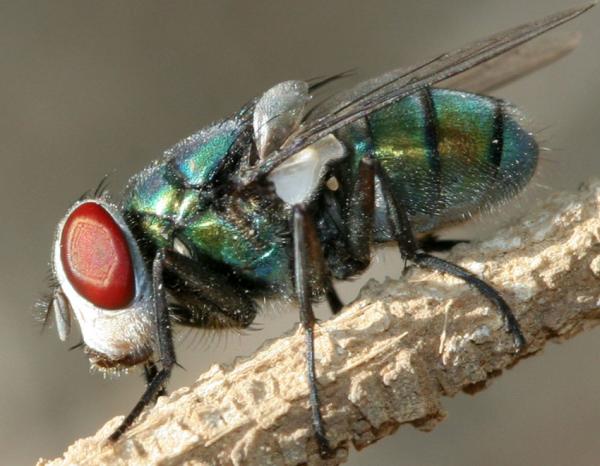 www.diptera.info/images/photoalbum/album_6/070127-i9624_t2.jpg