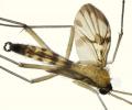 macrocera_fascipennis_1_t1.jpg