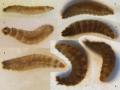 coboldiafuscipeslarvae_t1.jpg