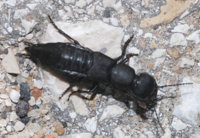 black bugs black bugs