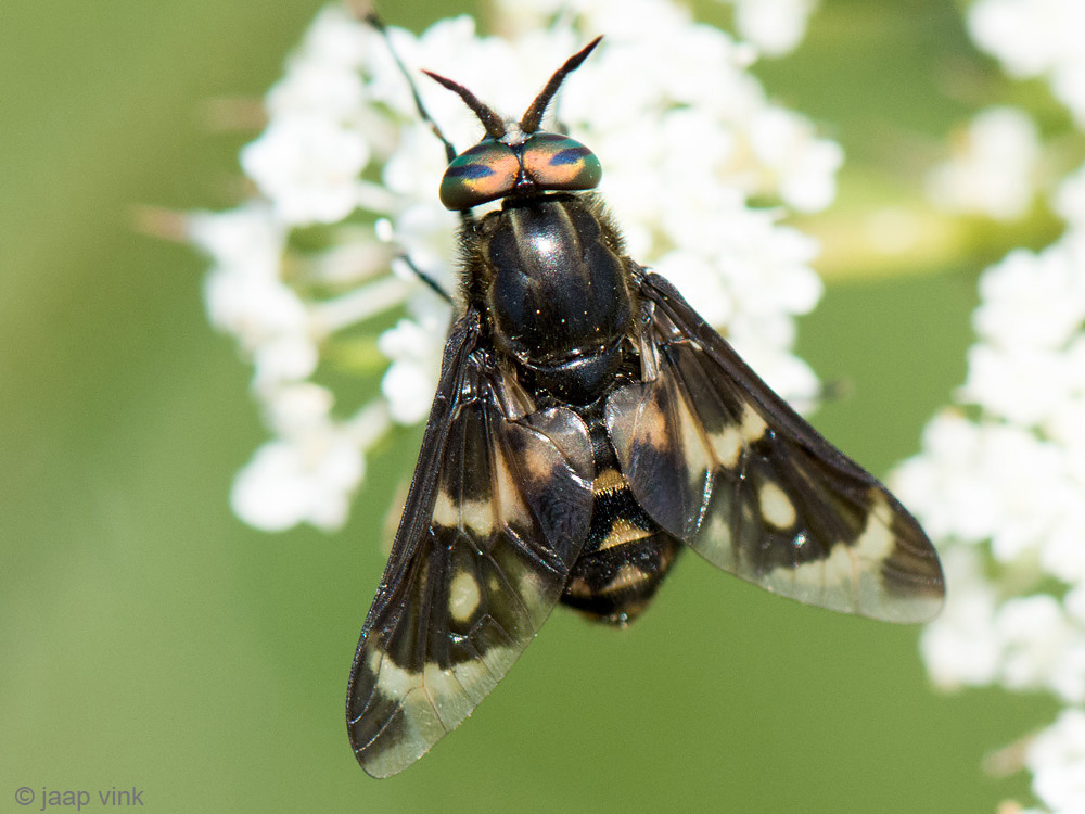 Diptera.info - Discussion Forum: Tabanidae, Chrysops spec? Which one?