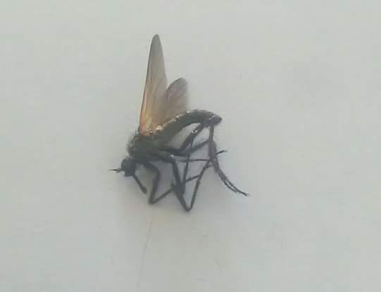 www.diptera.info/forum/attachments/fb_img_1491333200223.jpg