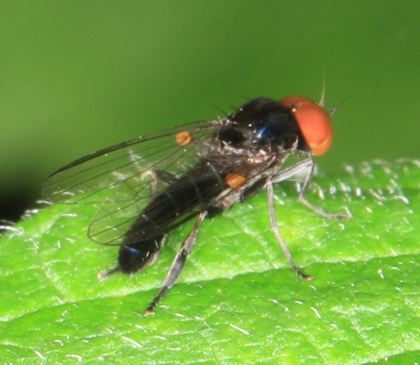 Diptera.info - Discussion Forum: Callomyia/Platypezidae?